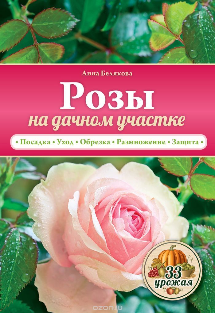 Розы на дачном участке, Анна Белякова