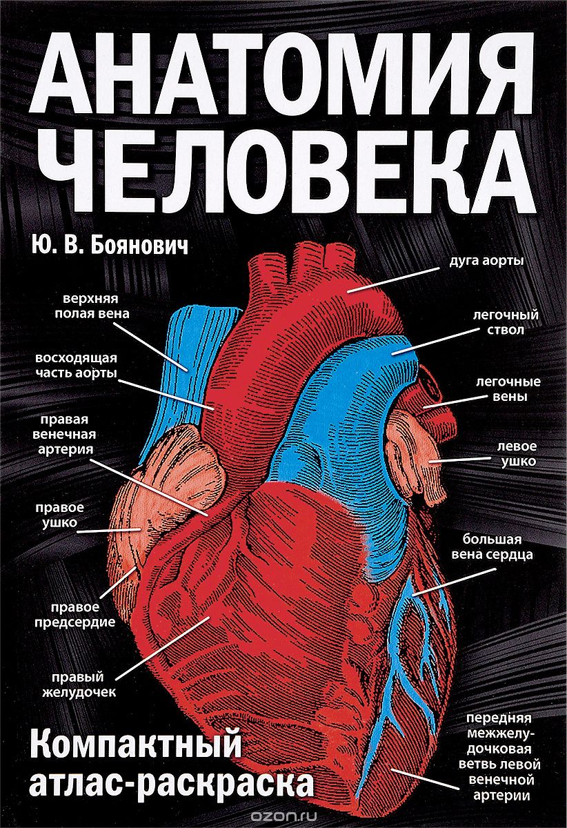 Анатомия человека. Компактный атлас-раскраска, Ю. В. Боянович